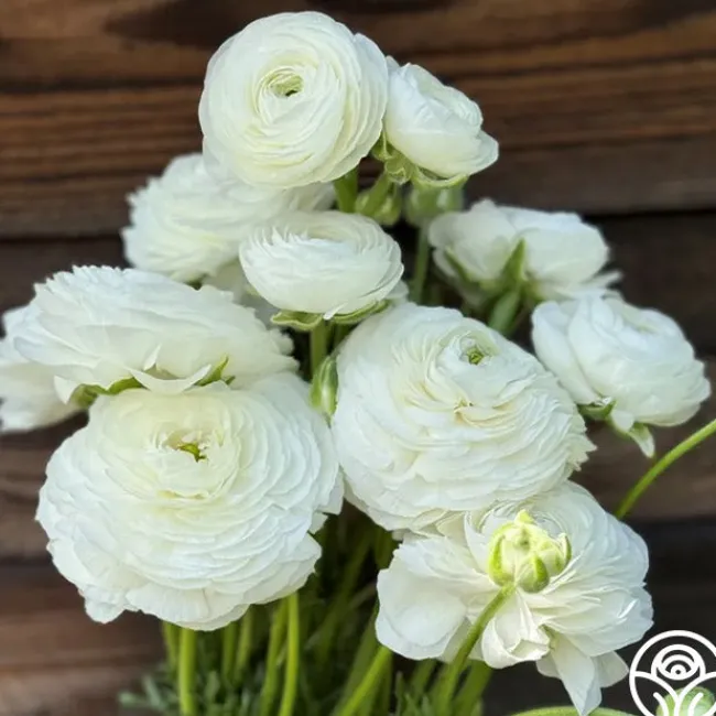 Elegance Bianco 200b>Heirloom Roses Best