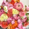 Elegance Pastello La Dolce Vita Mix>Heirloom Roses Outlet