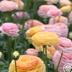 Elegance Pastello La Dolce Vita Mix><noscript><img width=