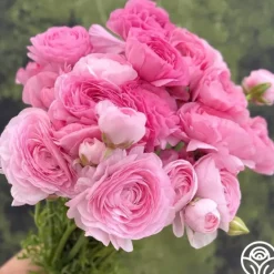 Elegance Rosa Chiaro>Heirloom Roses Discount