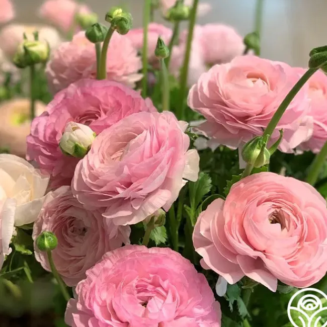 Elegance Rosa Chiaro>Heirloom Roses Discount