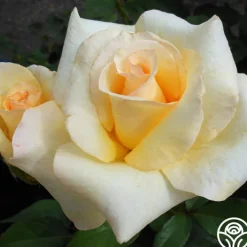 Elegant Beauty><noscript><img width=