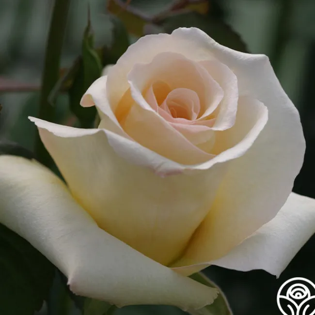 Elegant Beauty>Heirloom Roses Sale