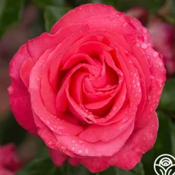 Eleganza® Fiji>Heirloom Roses Online
