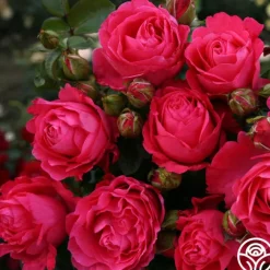 Eleganza® Fiji>Heirloom Roses Online