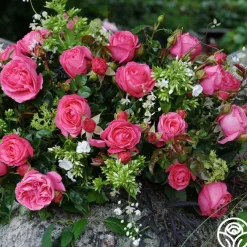Eleganza® Fiji><noscript><img width=