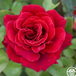 Eleganza® Gypsy Soul>Heirloom Roses Sale