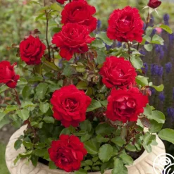Eleganza® Heart Song™><noscript><img width=