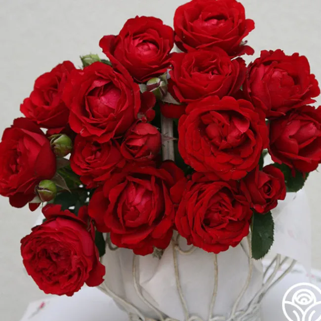 Eleganza® Heart Song™>Heirloom Roses Outlet