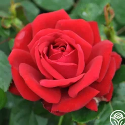 Eleganza® Heart Song™><noscript><img width=