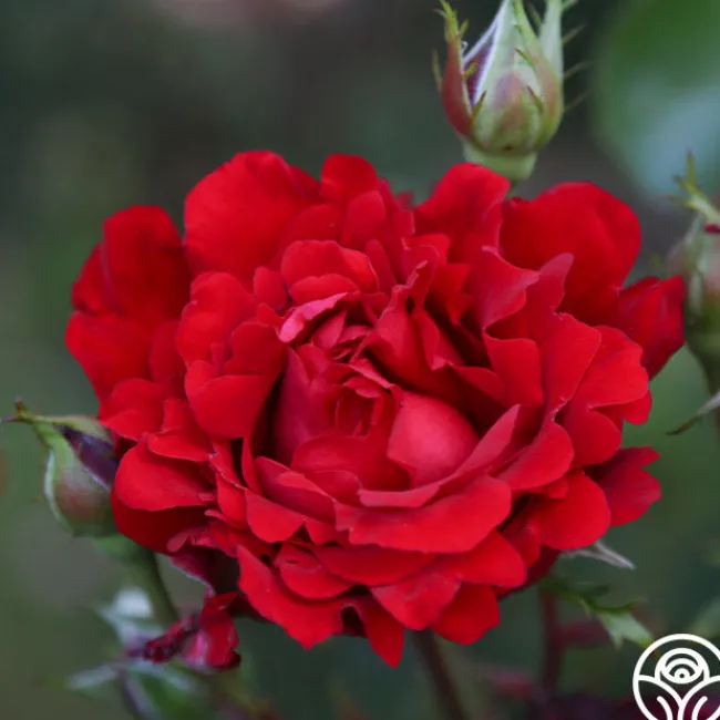Eleganza® Heart Song™>Heirloom Roses Outlet