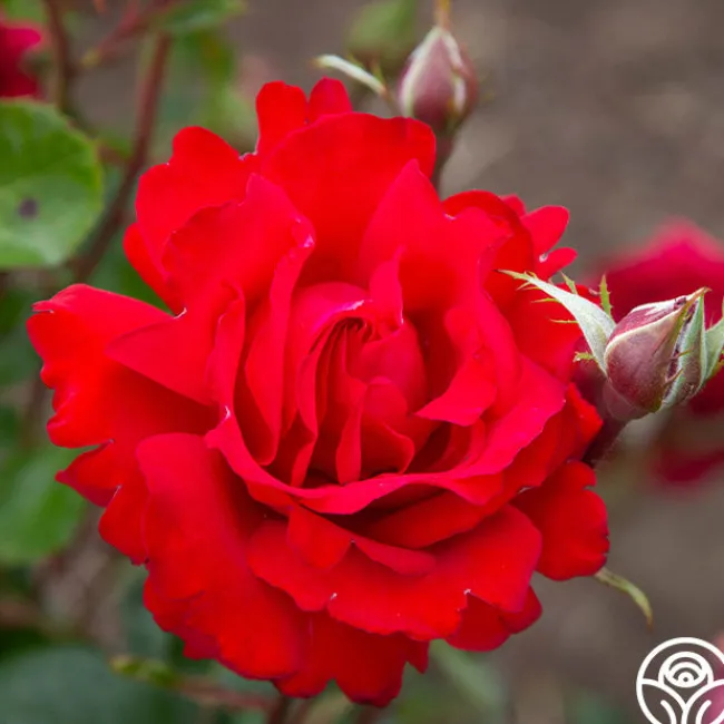 Eleganza® Heart Song™>Heirloom Roses Outlet