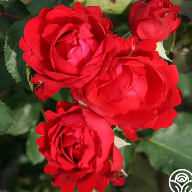 Eleganza® Heart Song™>Heirloom Roses Outlet