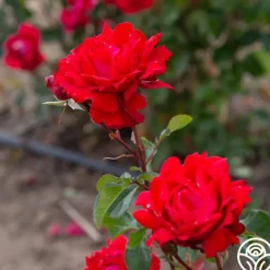 Eleganza® Heart Song™><noscript><img width=