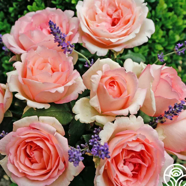 Eleganza® Pink Enchantment®>Heirloom Roses New