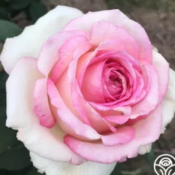 Eleganza® Pink Enchantment®><noscript><img width=