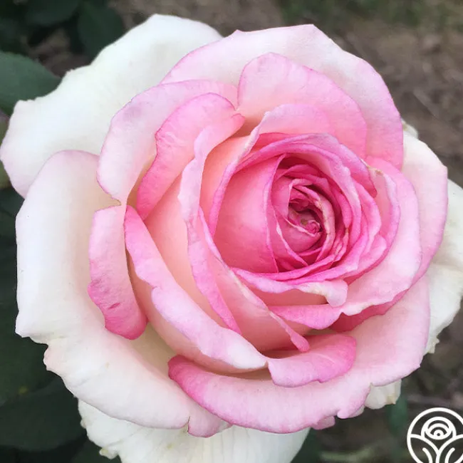 Eleganza® Pink Enchantment®>Heirloom Roses New