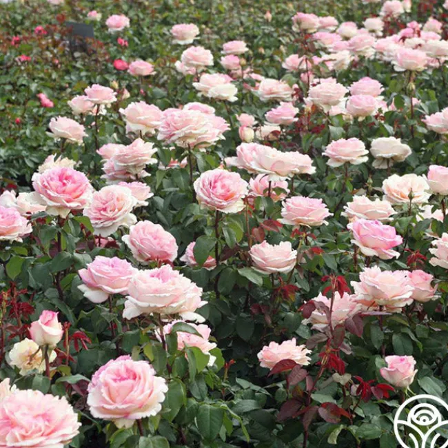 Eleganza® Pink Enchantment®>Heirloom Roses New