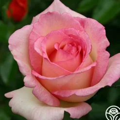 Eleganza® Pink Enchantment®><noscript><img width=