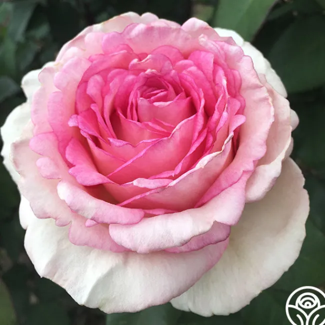 Eleganza® Pink Enchantment®>Heirloom Roses New