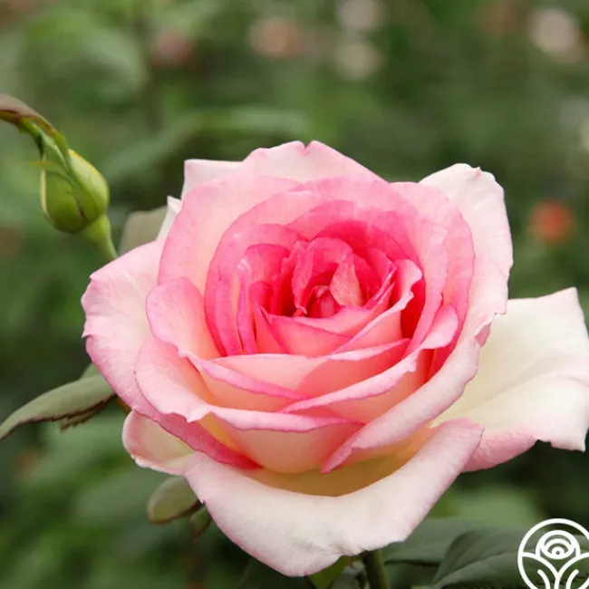 Eleganza® Pink Enchantment®>Heirloom Roses New