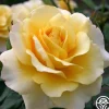 Eleganza® Sunny Sky>Heirloom Roses