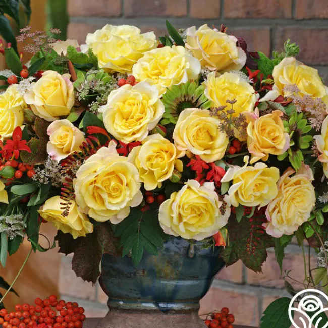 Eleganza® Sunny Sky>Heirloom Roses