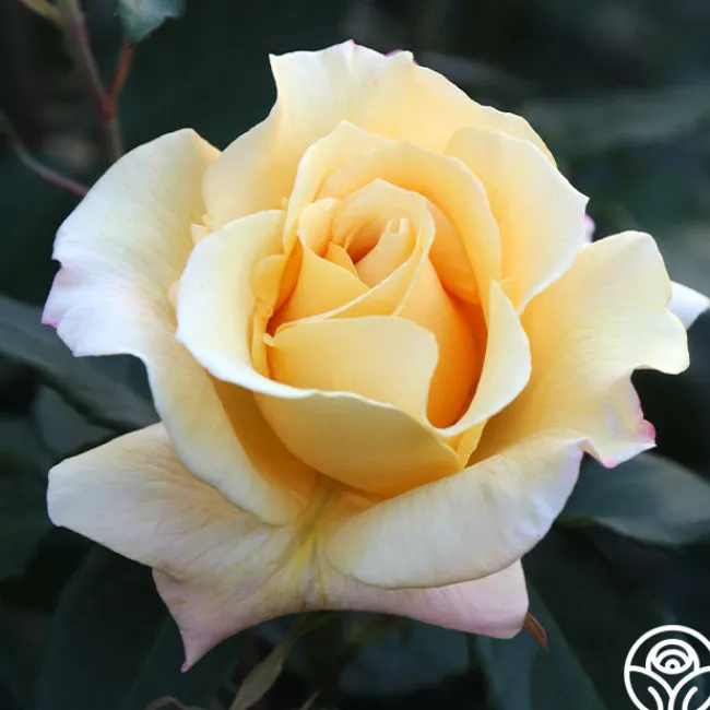 Eleganza® Sunny Sky>Heirloom Roses