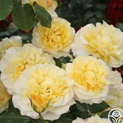 Eleganza® Sunny Sky><noscript><img width=