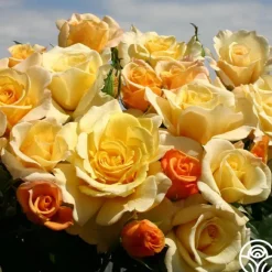 Eleganza® Sunny Sky><noscript><img width=
