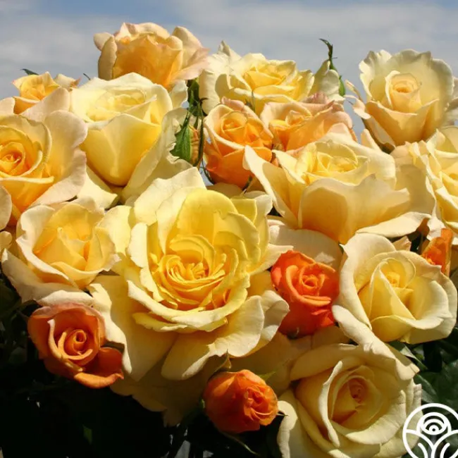 Eleganza® Sunny Sky>Heirloom Roses