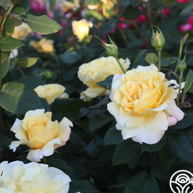 Eleganza® Sunny Sky>Heirloom Roses
