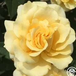Eleganza® Sunny Sky><noscript><img width=