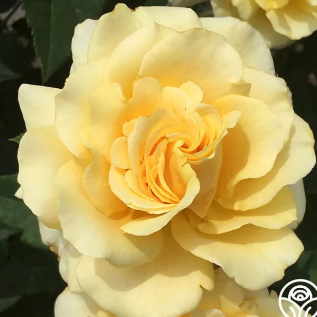 Eleganza® Sunny Sky>Heirloom Roses