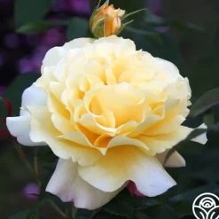 Eleganza® Sunny Sky><noscript><img width=