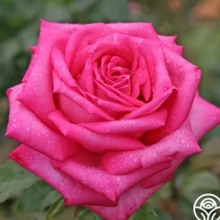 Eleganza® Wedding Bells™>Heirloom Roses Outlet