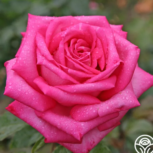 Eleganza® Wedding Bells™>Heirloom Roses Outlet