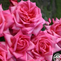 Eleganza® Wedding Bells™><noscript><img width=