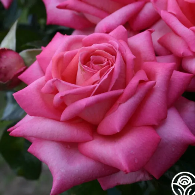 Eleganza® Wedding Bells™>Heirloom Roses Outlet