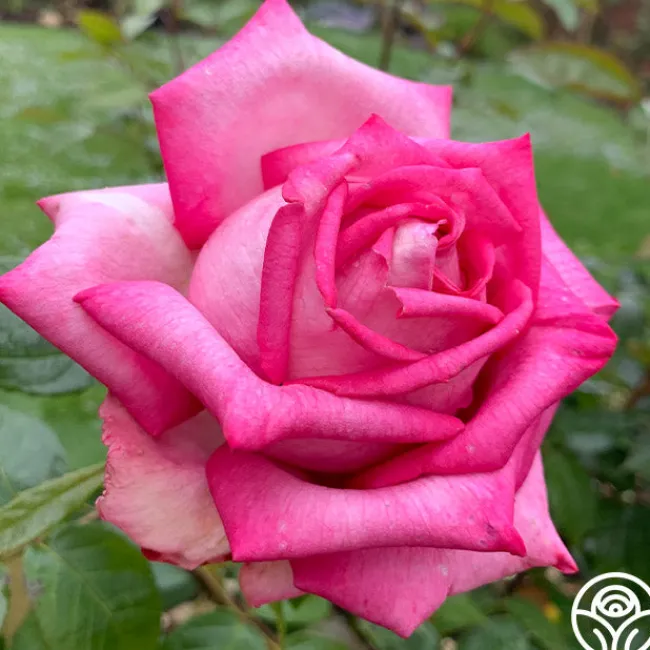 Eleganza® Wedding Bells™>Heirloom Roses Outlet