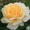 Eleganza® Winter Sun>Heirloom Roses Sale