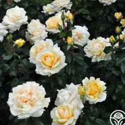 Eleganza® Winter Sun><noscript><img width=