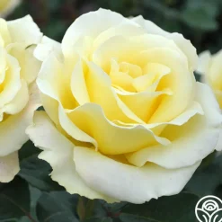 Elina®>Heirloom Roses Clearance