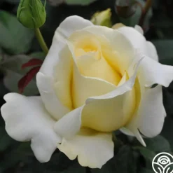 Elina®><noscript><img width=
