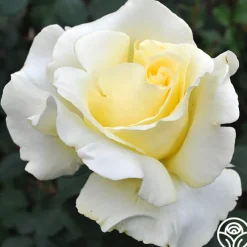 Elina®><noscript><img width=
