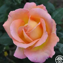Elle®>Heirloom Roses Outlet