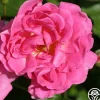 Ellen Poulsen>Heirloom Roses Discount