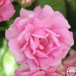 Ellen Poulsen>Heirloom Roses Discount