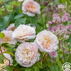 Emily Brontë>Heirloom Roses