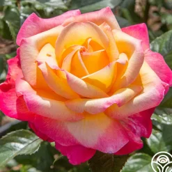 Enchanted Peace™>Heirloom Roses Best